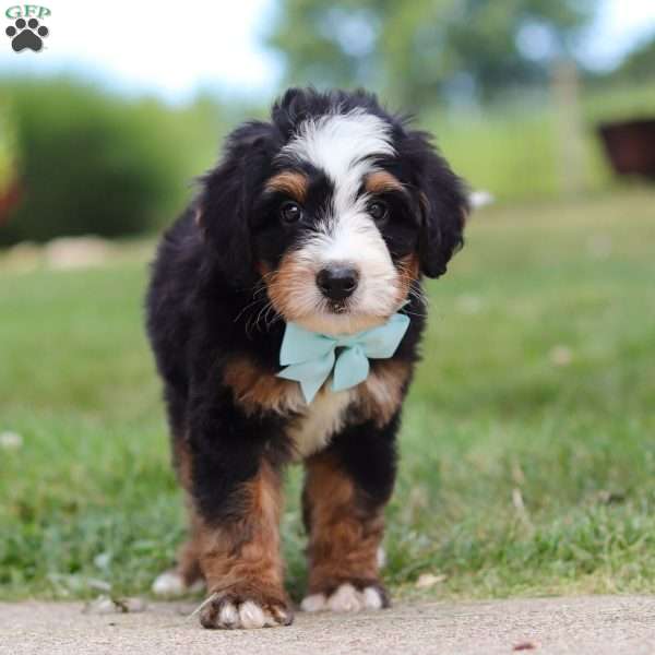 A Boy Named Sue, Mini Bernedoodle Puppy